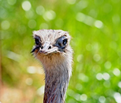 Emu or Ostrich? You tell me!!