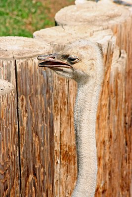 Emu or Ostrich? You tell me!! (2)