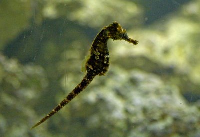 Seahorse