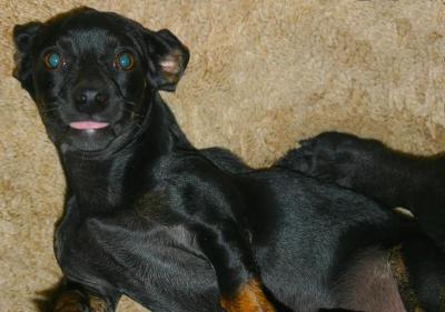 Ozzy says bblblblblblblblb!