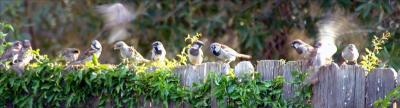 Line of Sparrows