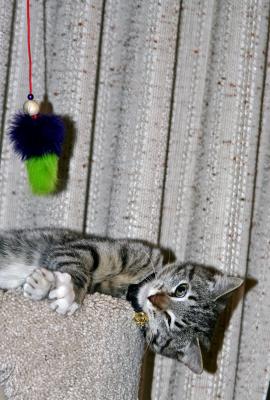 Mom's new kitty, playing possum.