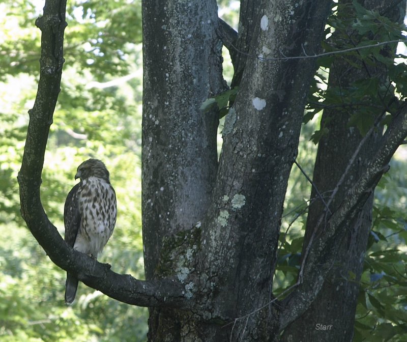 Goshawk - Looking