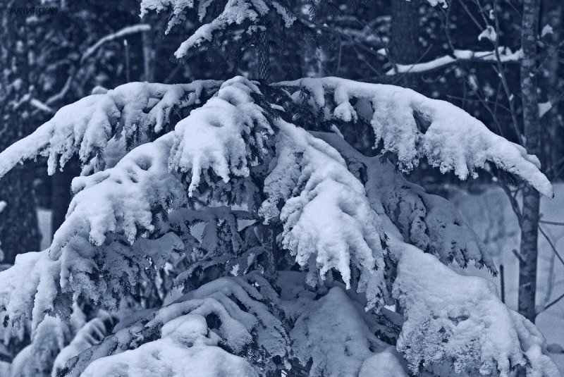 monochrome 24 - snow clad  tree, fairytale 1.