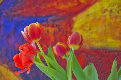 tulips tulipa