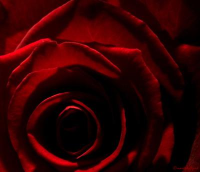 romantic red rose