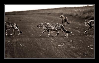 cheeta family, kenya