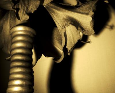 lily in sepia colours