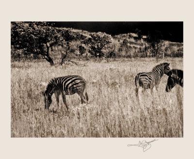 zebras in sepia