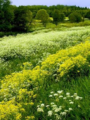 flowers in spring, roslagen, uppland