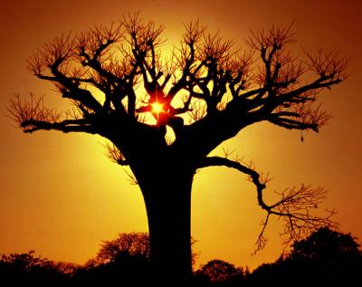 baobab, adansonia digitata, kenya