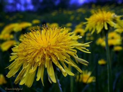 dandelion, taraxacum vulgare