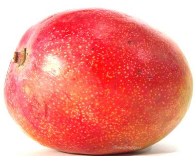 mango,mangifera indica