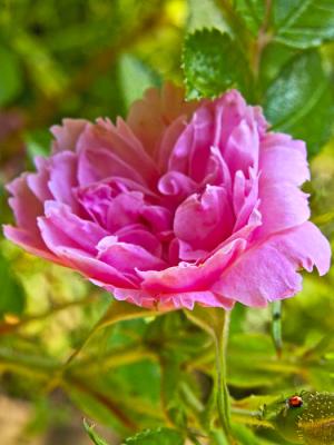 beautiful oldfashioned pink rose