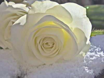 white rose in snow