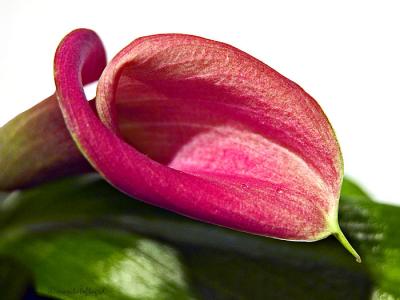 pink calla lily, zantedeschia aethiopica