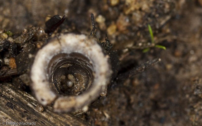 Cyathus olla