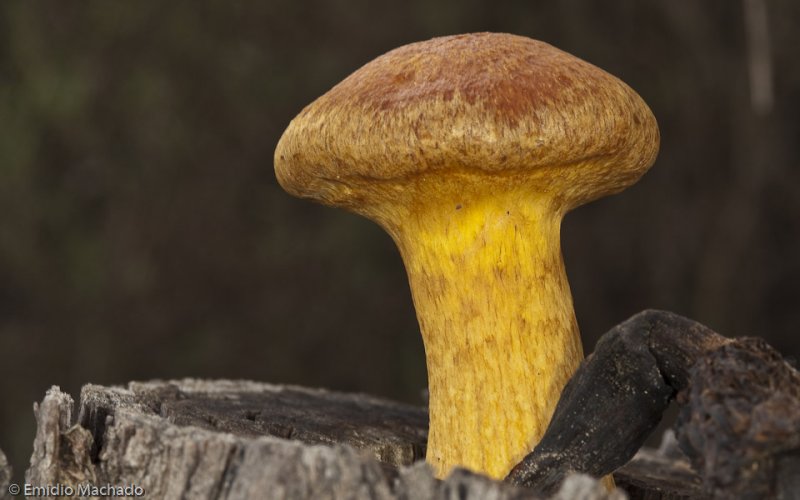 Gymnopilus junonius