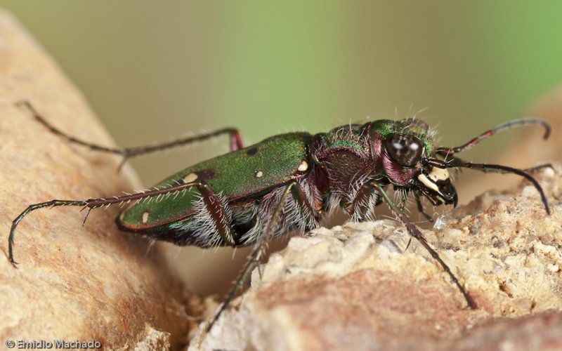 Cicindela campestris