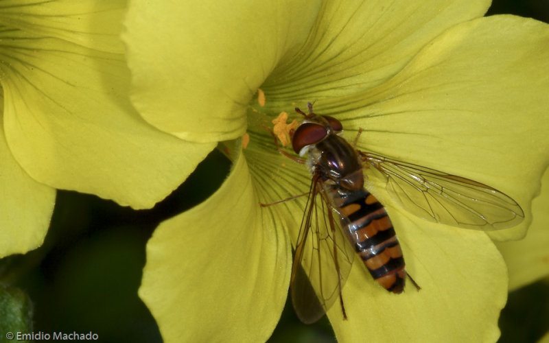 Episyrphus balteatus