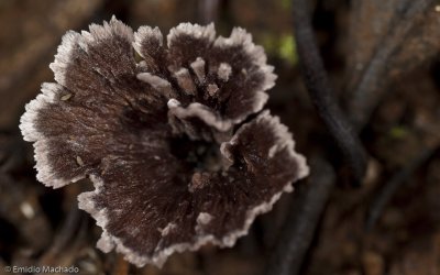 Thelephora caryophyllea