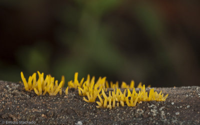 Calocera cornea_EM99232.jpg