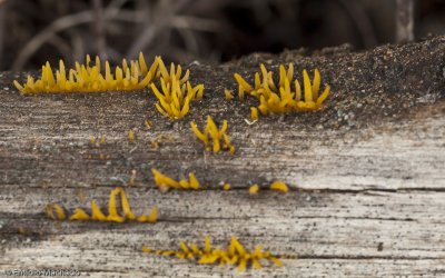 Calocera cornea