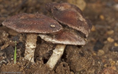 Tricholoma sp.