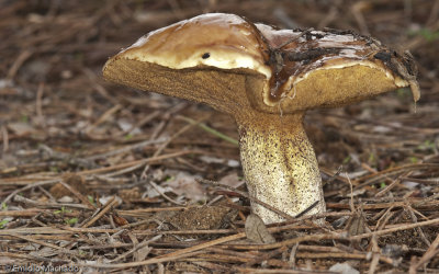 Suillus bellinii