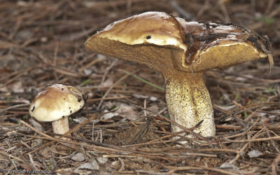 Suillus bellini_EM99404.jpg