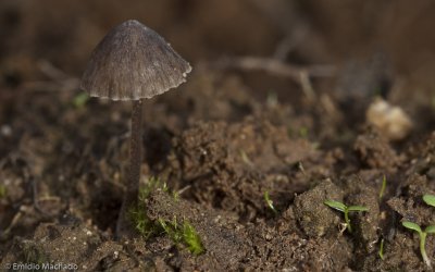 Entoloma hebes _EM99173.jpg