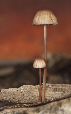 Mycena sp_EM99184.jpg