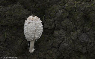 Coprinus comatus_EM99848.jpg