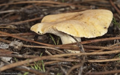 Lactarius chrysorrheus_EM99423.jpg