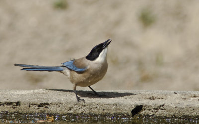 Pega Agul - Cyanopica cyanus