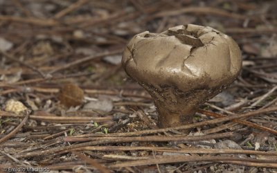 Lycoperdon excipuliforme_EM99406.jpg