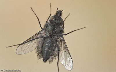 _EM96577.jpg