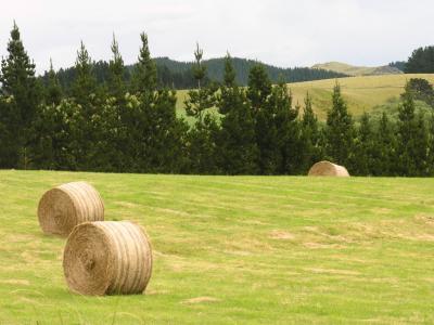 Had to find the perfect hay bail, south island