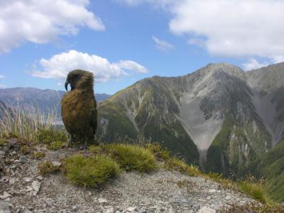 Arthur's Pass kea