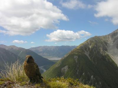 Arthur's Pass kea