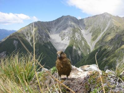 kea