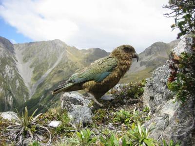 kea