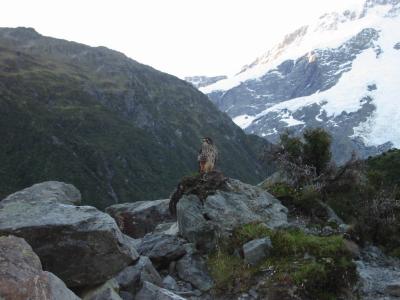 hawk at Cook