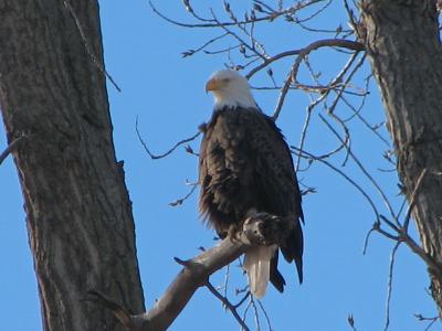 Bald Eagle4.jpg