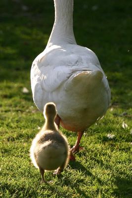 Duck Pond