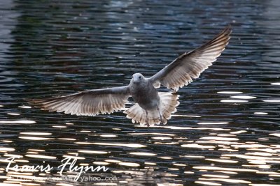 An Evening at the Duck Pond