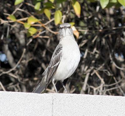 Mockingbird Study - 1