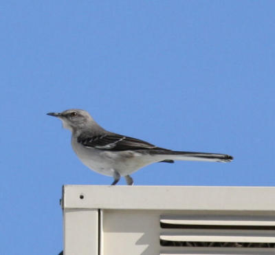Mockingbird Study - 2