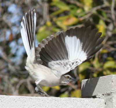 g3/36/630836/3/57691631.MockingbirdStudy5.jpg