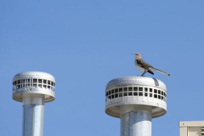 Mockingbird Encounter - 1